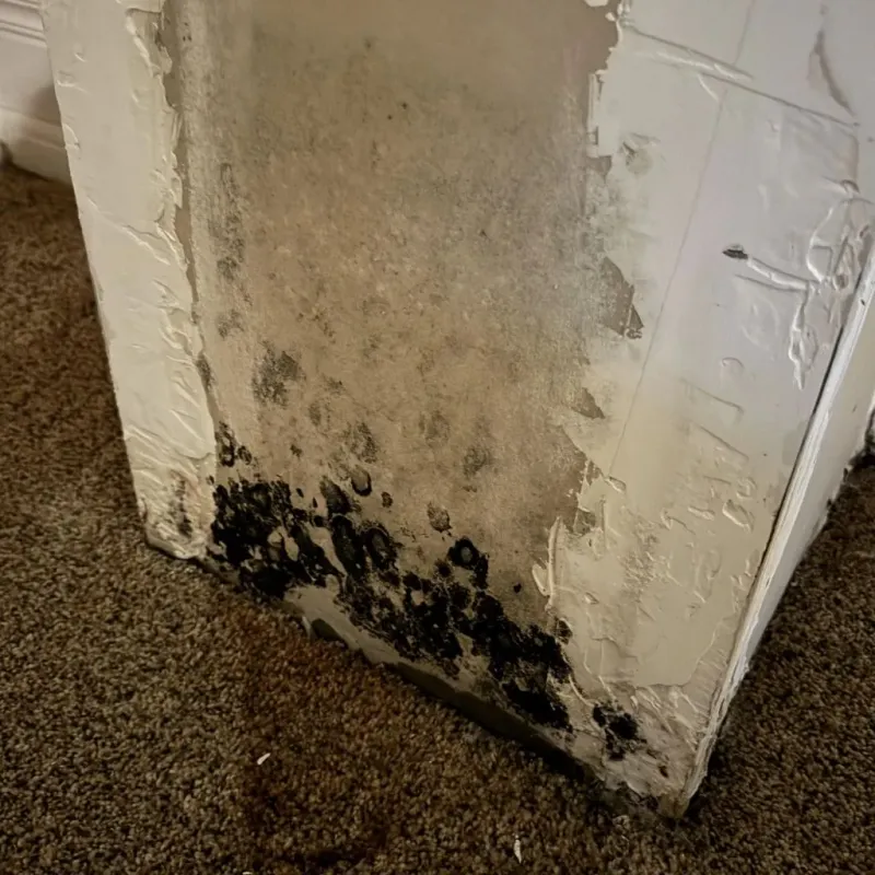 Professional Mold Removal in Banks, OR